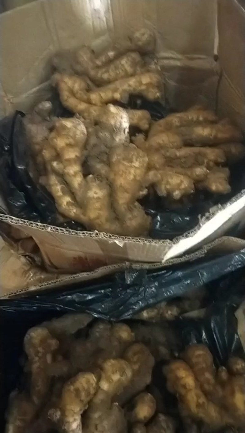 常年供应大黄姜*小黄姜*品质保证*供源充足*代发物流