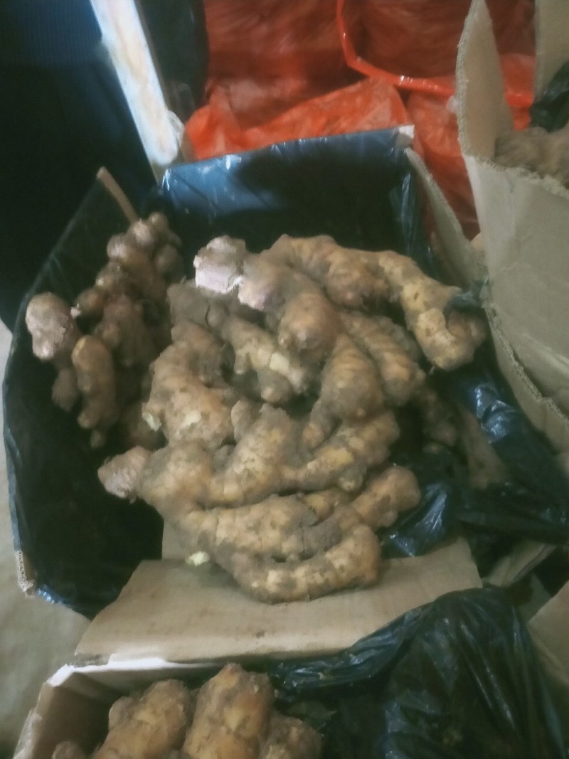常年大量供应优质大黄姜，小黄姜，货源充足，品质保证