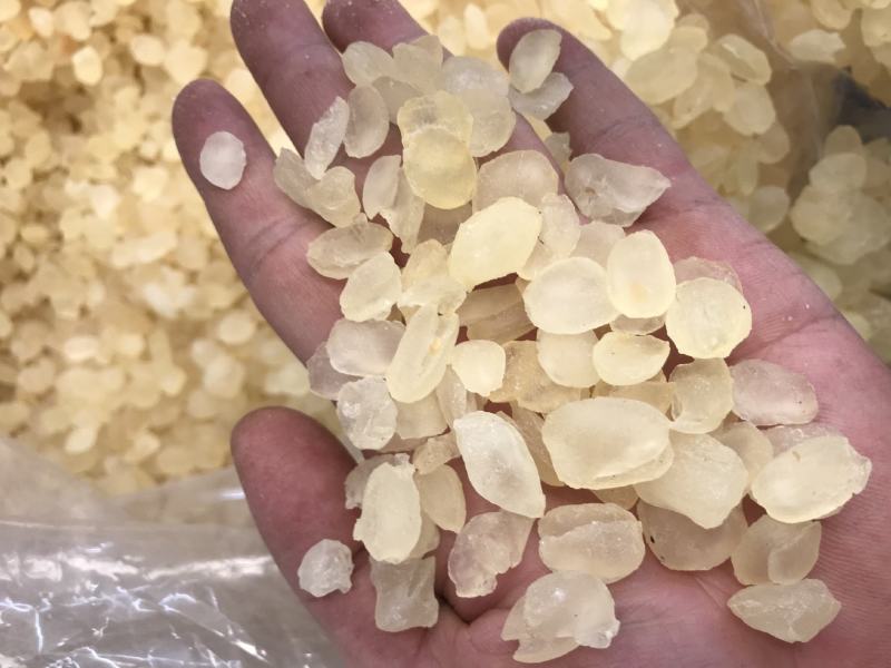 皂角米雪莲子双颊双夹大颗粒产地批发单荚精品