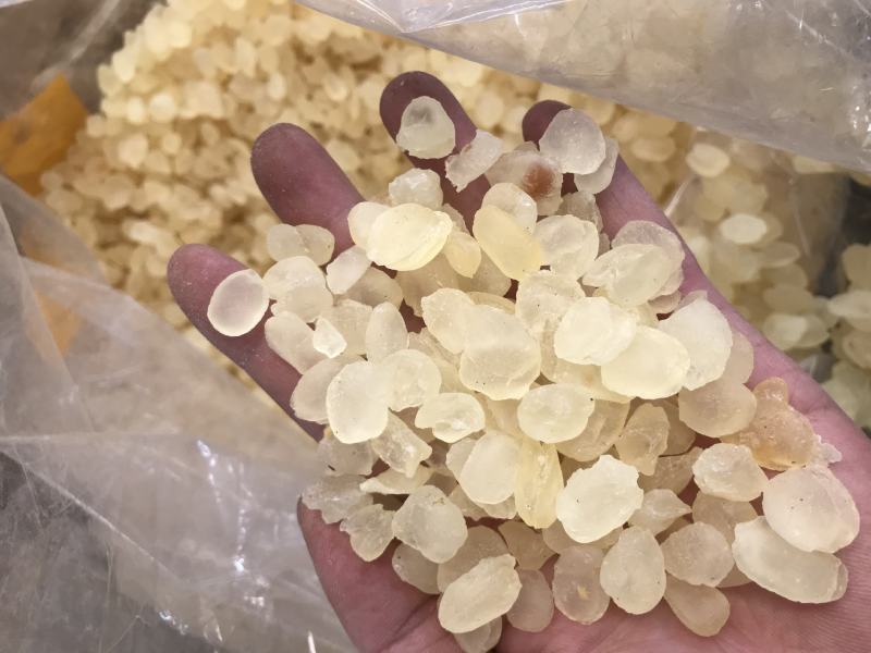 皂角米雪莲子双颊双夹大颗粒产地批发单荚精品