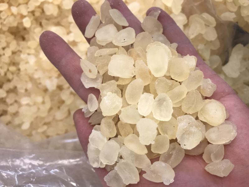皂角米雪莲子双颊双夹大颗粒产地批发单荚精品