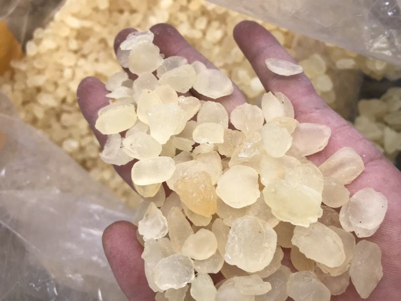 皂角米雪莲子双颊双夹大颗粒产地批发单荚精品