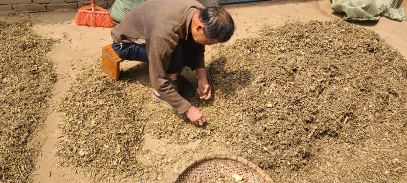 武靴藤匙羹藤大量现货大量供应...