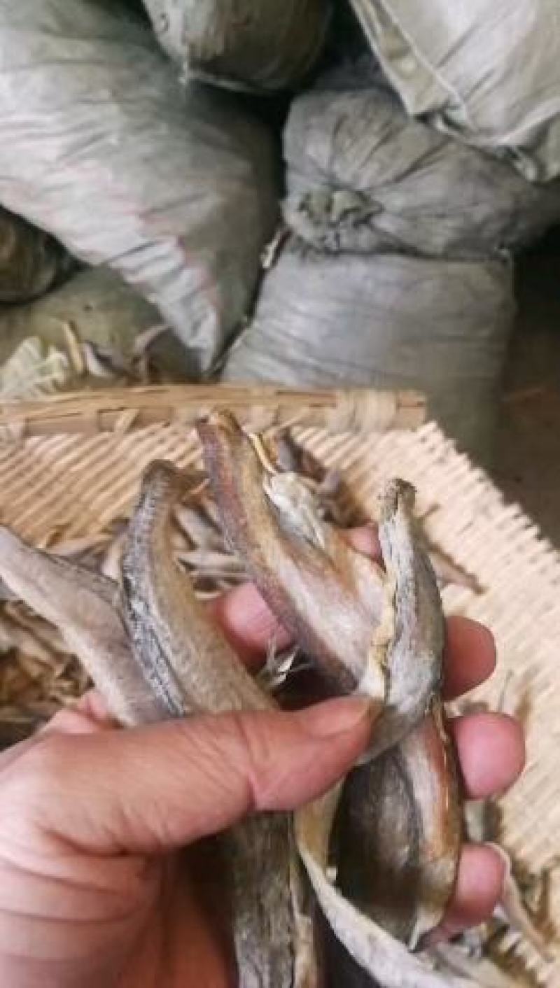 深海小龙鱼，去头去内脏，江湖地摊赶集展销会超市货源