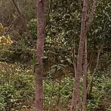 供应奇楠沉香大树，适应庭园栽培风景树中树，棋楠沉香嫁接苗