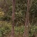 供应奇楠沉香大树，适应庭园栽培风景树中树，棋楠沉香嫁接苗
