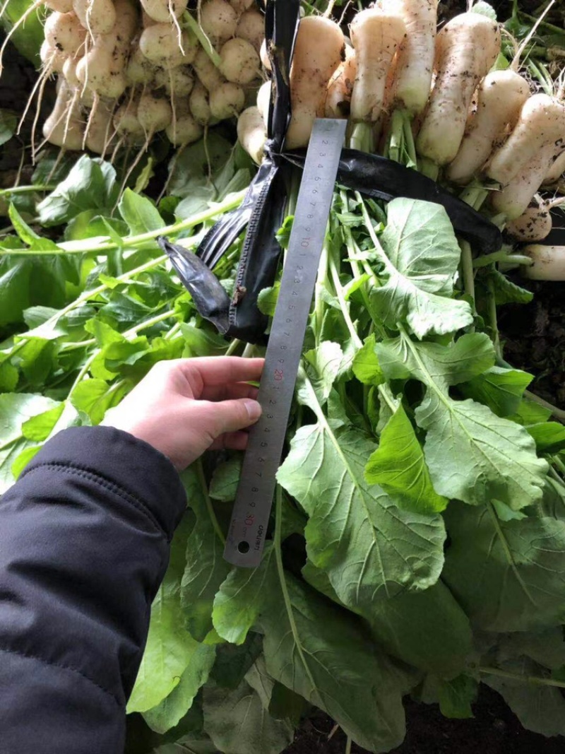 泡菜厂小萝卜（神明）泡菜厂，小伙萝卜