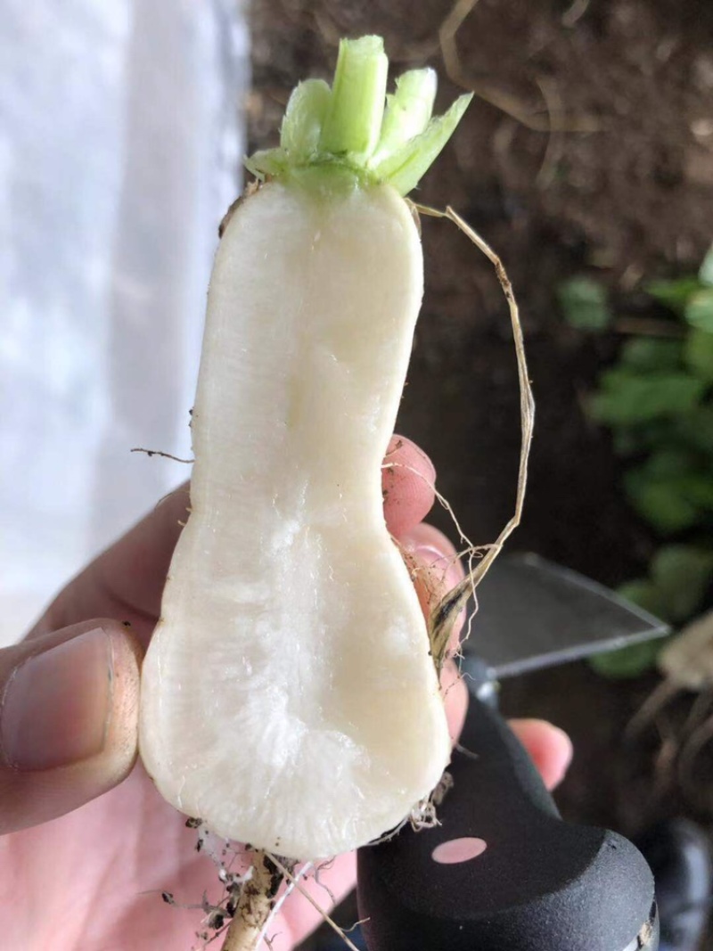 泡菜厂小萝卜（神明）泡菜厂，小伙萝卜