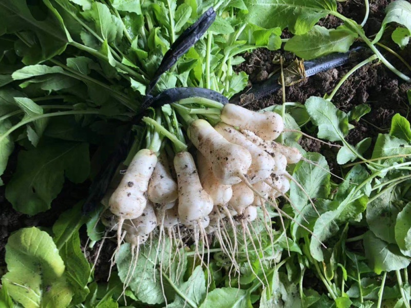 泡菜厂小萝卜（神明）泡菜厂，小伙萝卜
