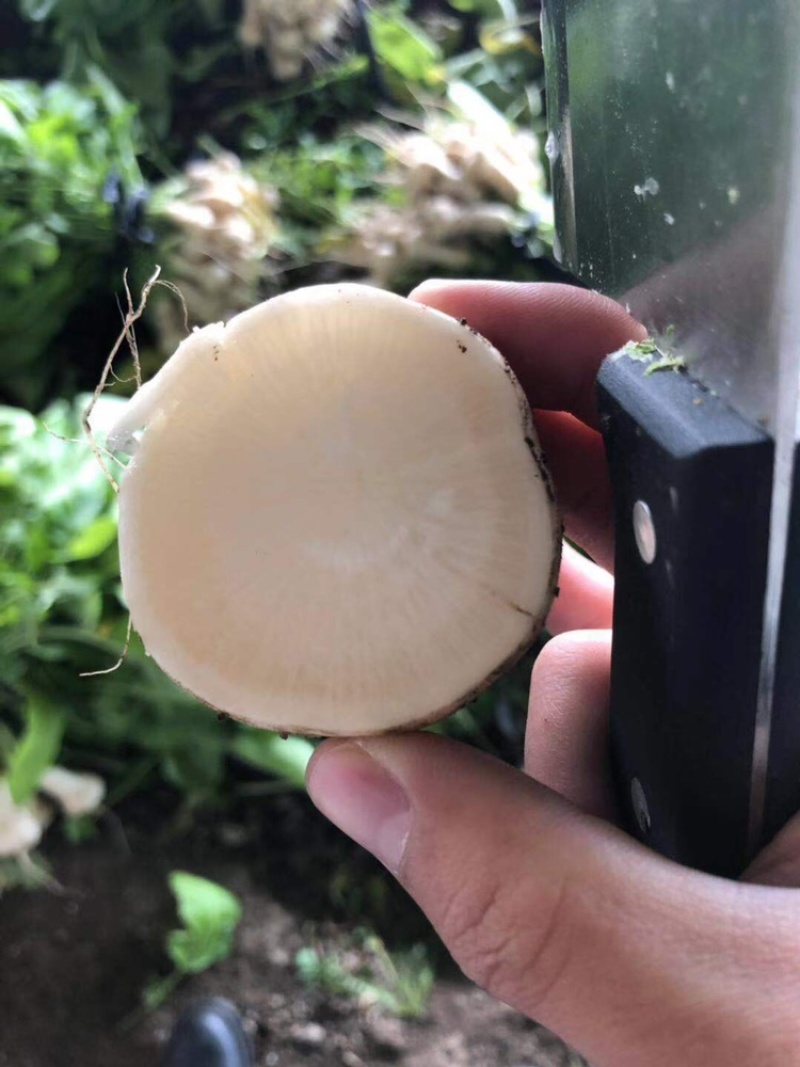 泡菜厂小萝卜（神明）泡菜厂，小伙萝卜