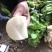 泡菜厂小萝卜（神明）泡菜厂，小伙萝卜
