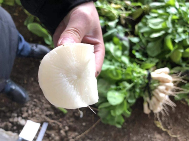 泡菜厂小萝卜（神明）泡菜厂，小伙萝卜