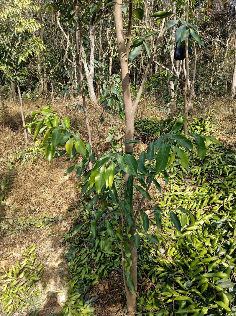 供应奇楠沉香大树，适应庭园栽培风景树中树，棋楠沉香嫁接苗