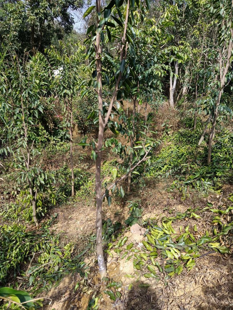 供应奇楠沉香大树，适应庭园栽培风景树中树，棋楠沉香嫁接苗