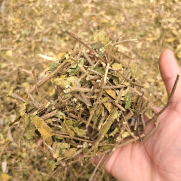 武靴藤匙羹藤大量现货大量供应...