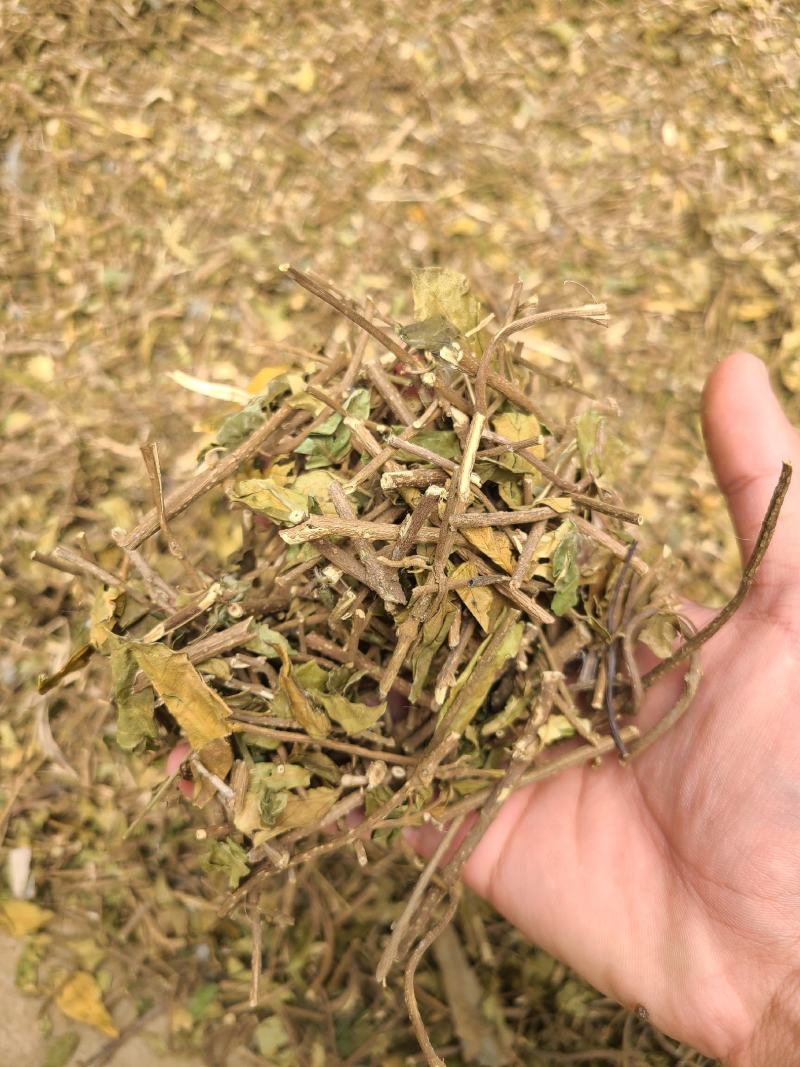 武靴藤匙羹藤大量现货大量供应...