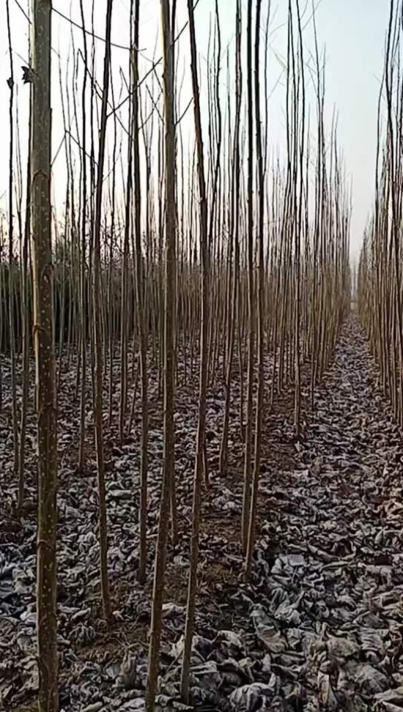 大量出售107杨树各种绿化树