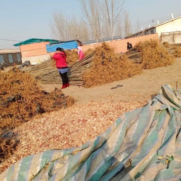 大量出售107杨树各种绿化树