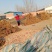 大量出售107杨树各种绿化树