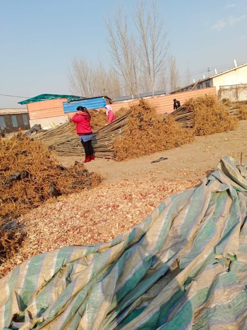 大量出售107杨树各种绿化树