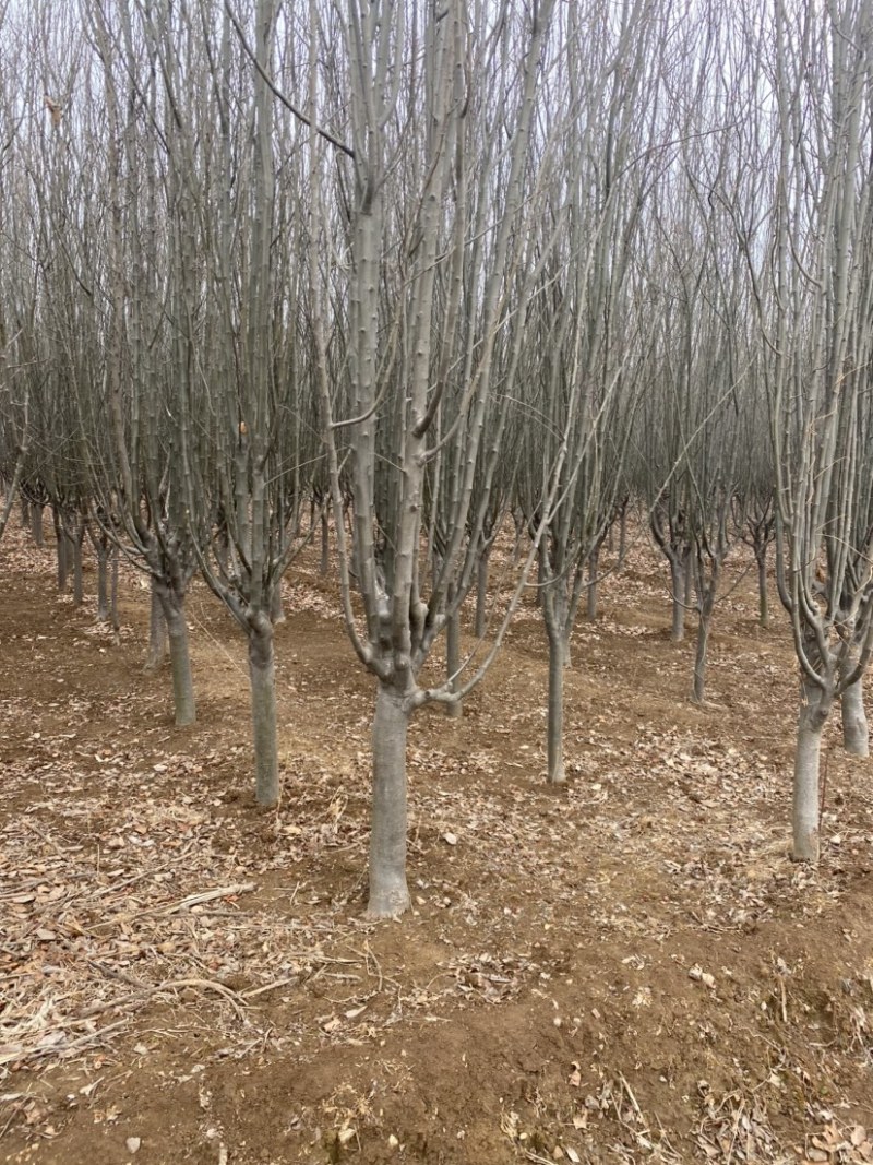 大量出售107杨树各种绿化树