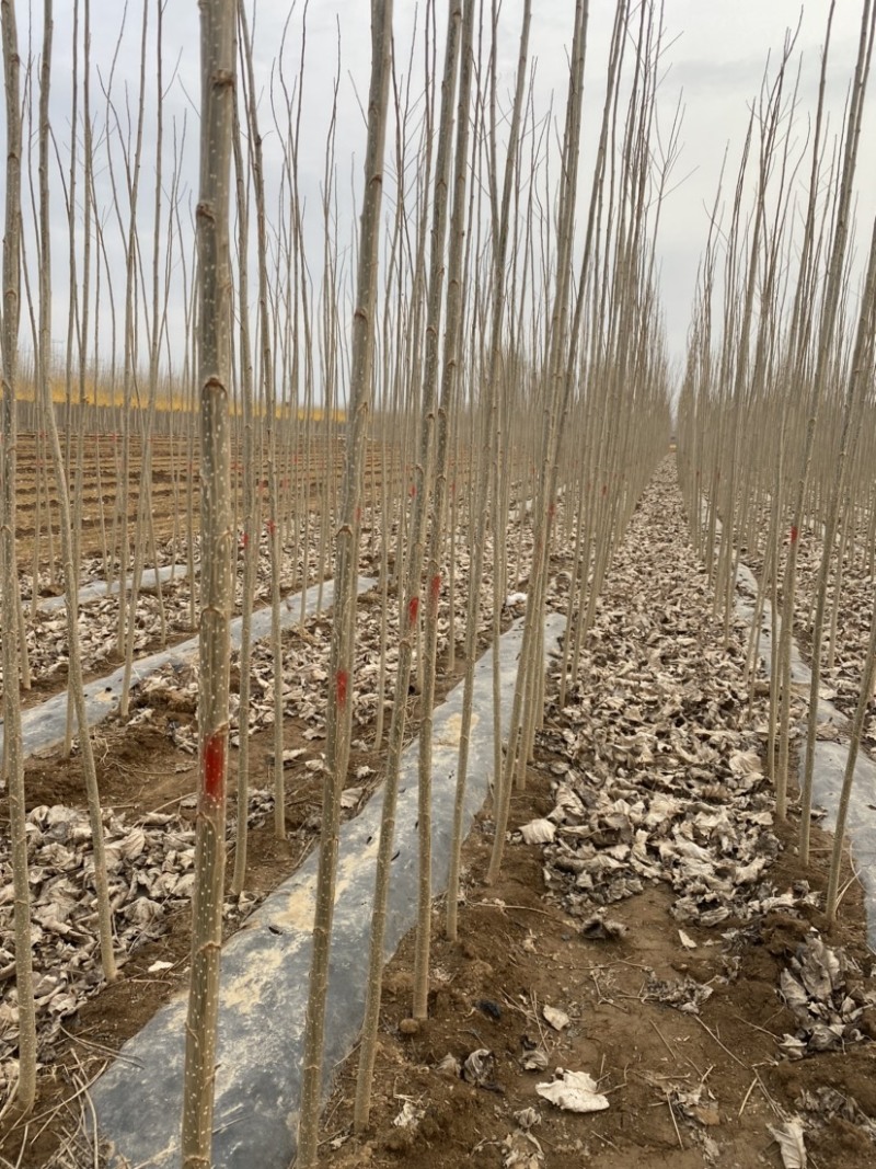 大量出售107杨树各种绿化树