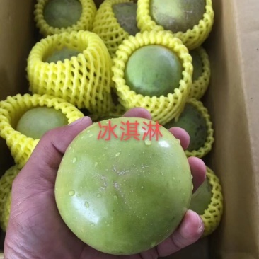 正宗台湾新品种冰激凌果苗白柿果苗冰激凌果苗