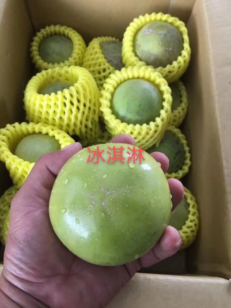 正宗台湾新品种冰激凌果苗白柿果苗冰激凌果苗