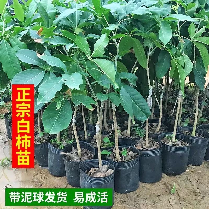 正宗台湾新品种冰激凌果苗白柿果苗冰激凌果苗