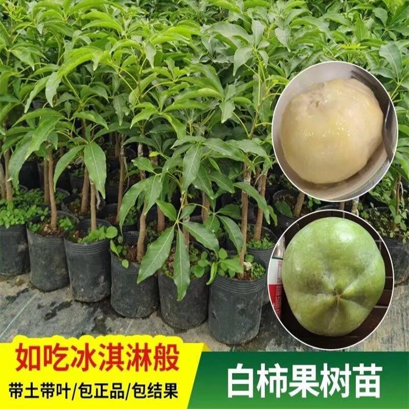 正宗台湾新品种冰激凌果苗白柿果苗冰激凌果苗