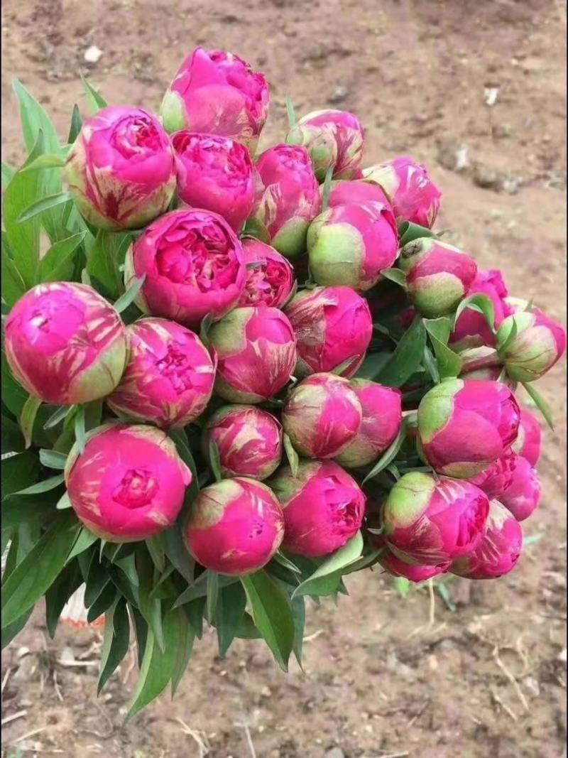 山东菏泽芍药鲜切花五月花神基地自产自销母亲节礼物