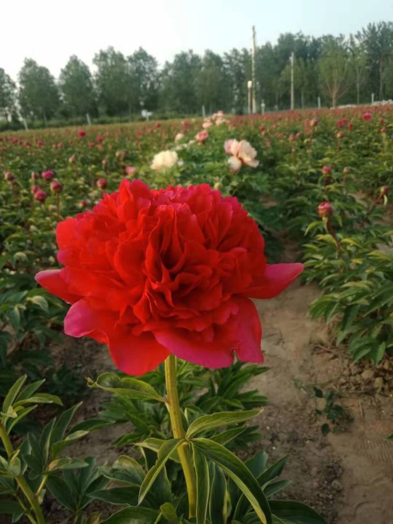 山东菏泽芍药鲜切花五月花神基地自产自销母亲节礼物