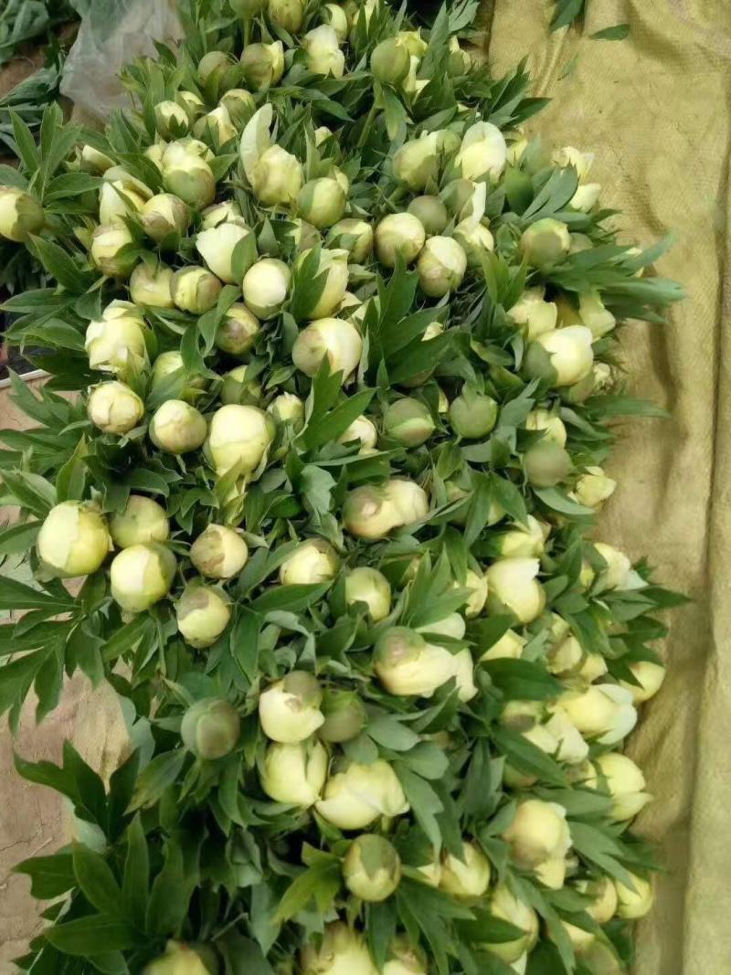 山东菏泽芍药鲜切花五月花神基地自产自销母亲节礼物
