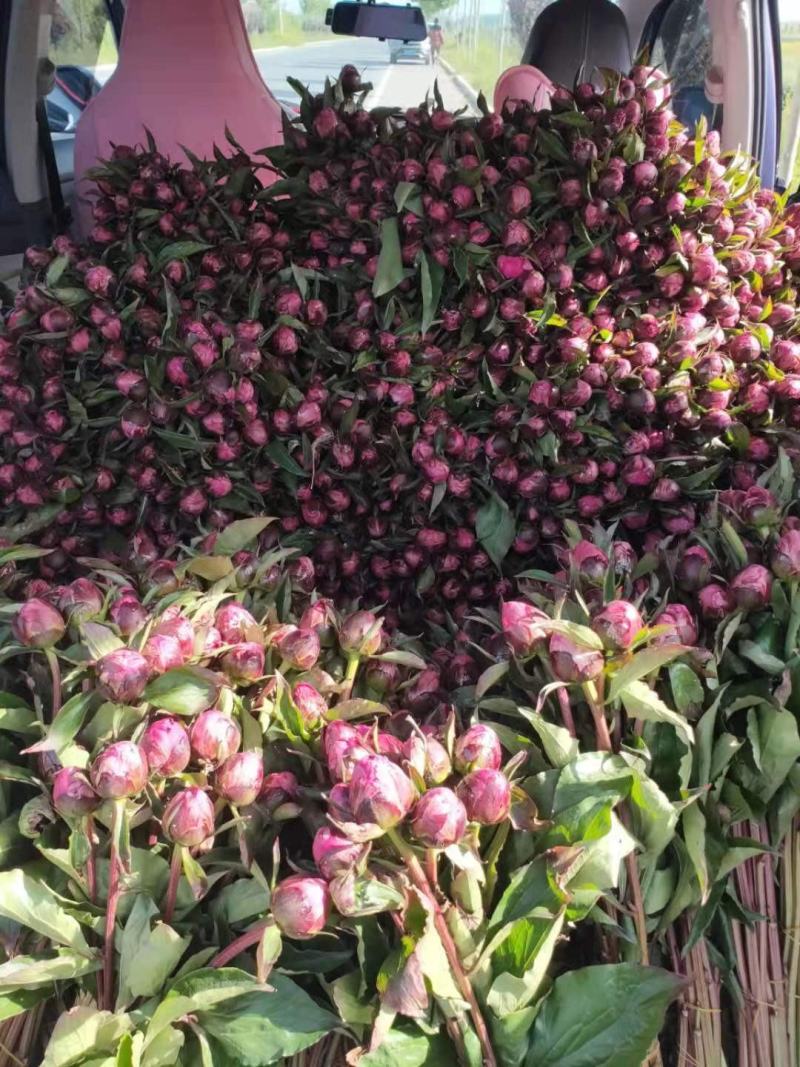 山东菏泽芍药鲜切花五月花神基地自产自销母亲节礼物