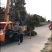 柿子树大冠幅柿树直销柿子树品种全5-15公分规格