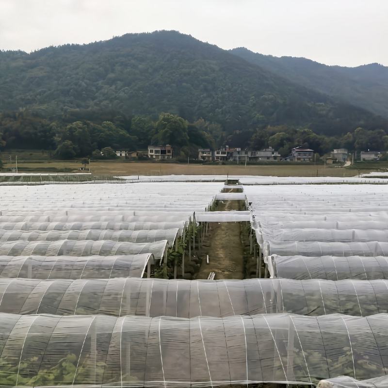 大棚膜农膜塑料薄膜葡萄避雨棚专用膜防尘避雨防寒保温