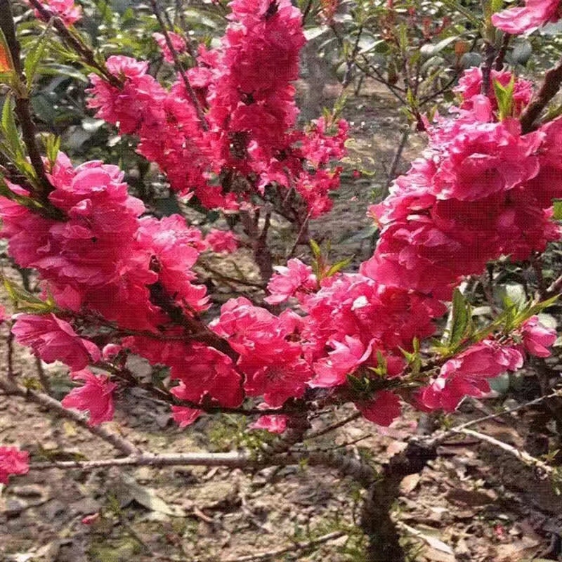 寿星碧桃红色花粉色花两种