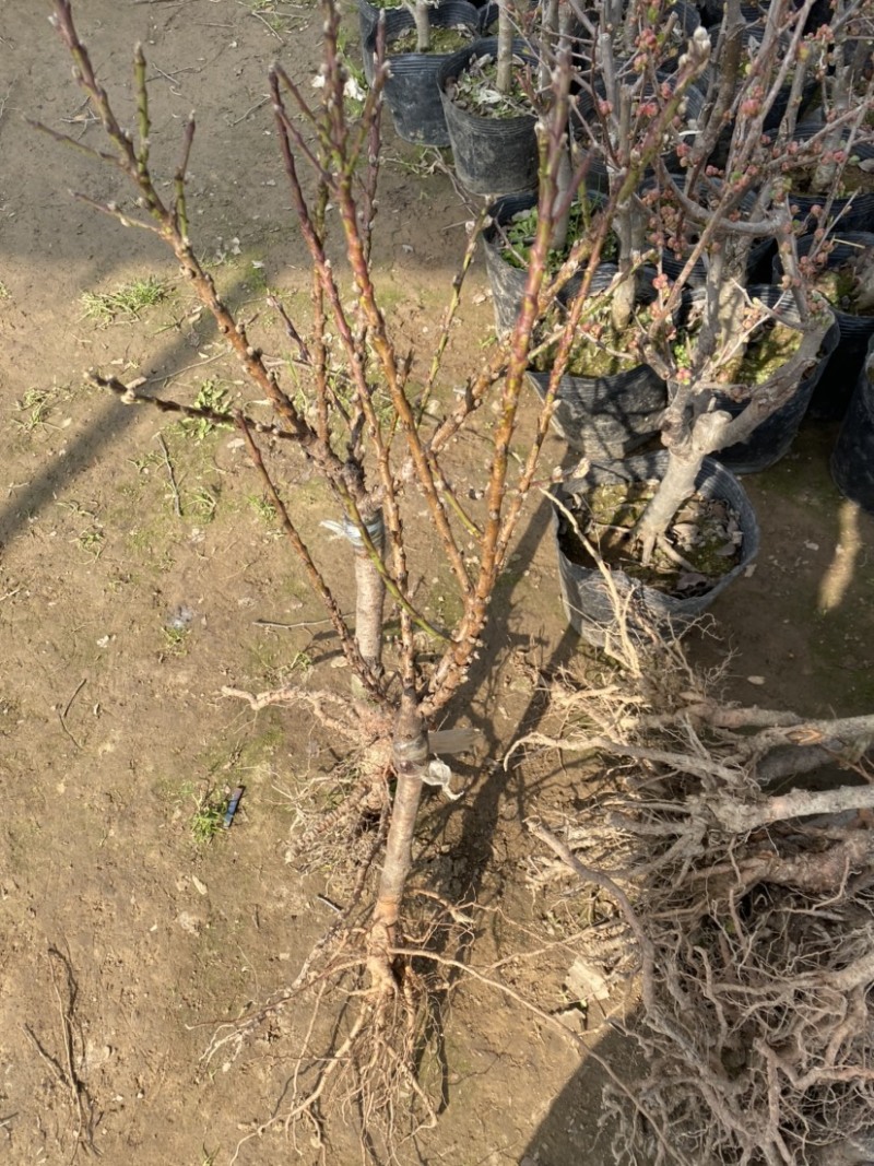 寿星碧桃红色花粉色花两种