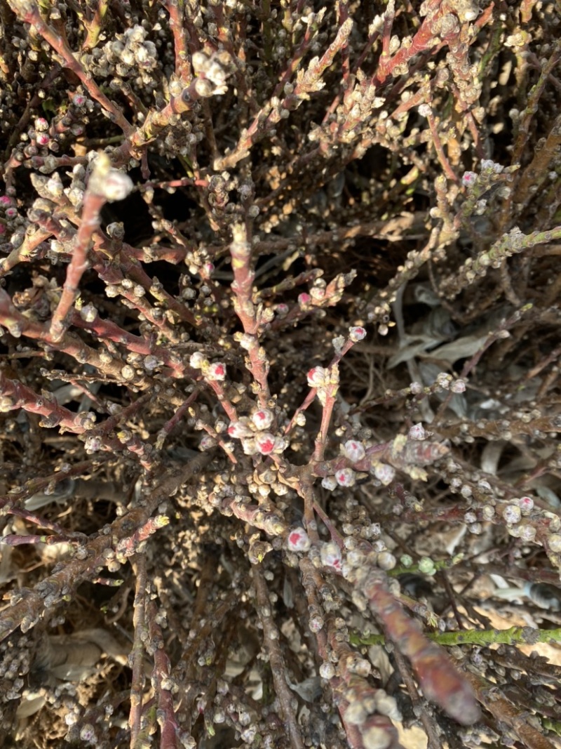 寿星碧桃红色花粉色花两种