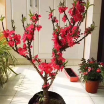寿星碧桃红色花粉色花两种