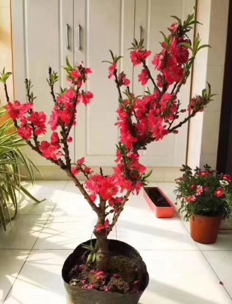 寿星碧桃红色花粉色花两种