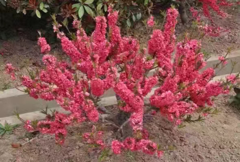 寿星碧桃红色花粉色花两种