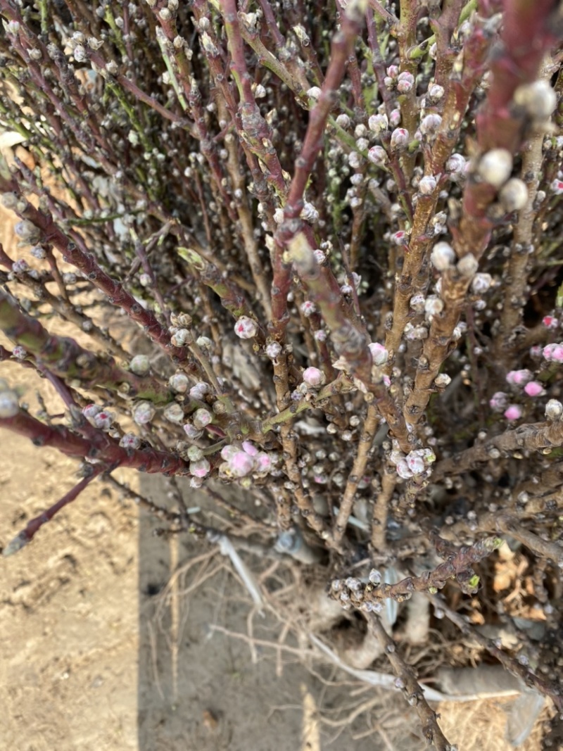 寿星碧桃红色花粉色花两种