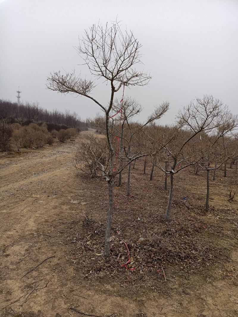 金叶榆造型树，金叶垂榆，绿叶垂榆，金叶榆球，地接金叶榆，