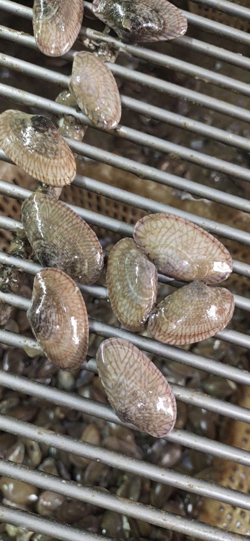 广西大花蛤花甲当日鲜活现挖货源稳定适合社区团购