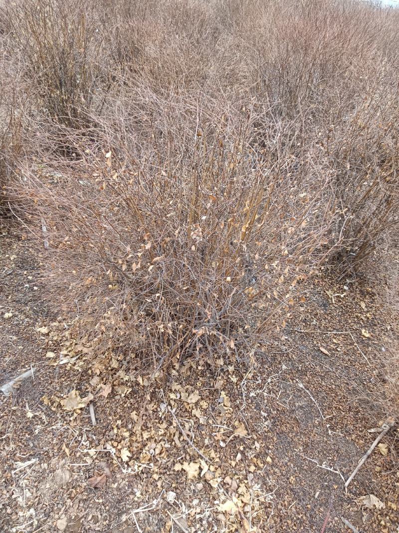 珍珠绣线菊球