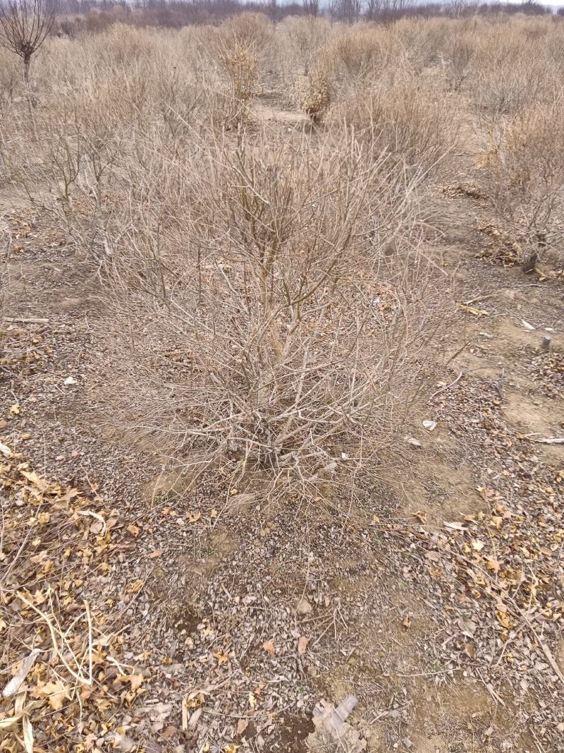 珍珠绣线菊球