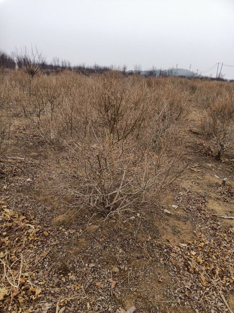 珍珠绣线菊球
