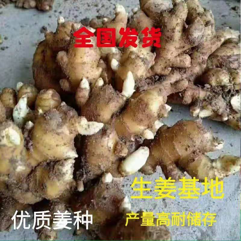 云南姜种优质小黄姜红土姜产地批发一手货源【全国发货】