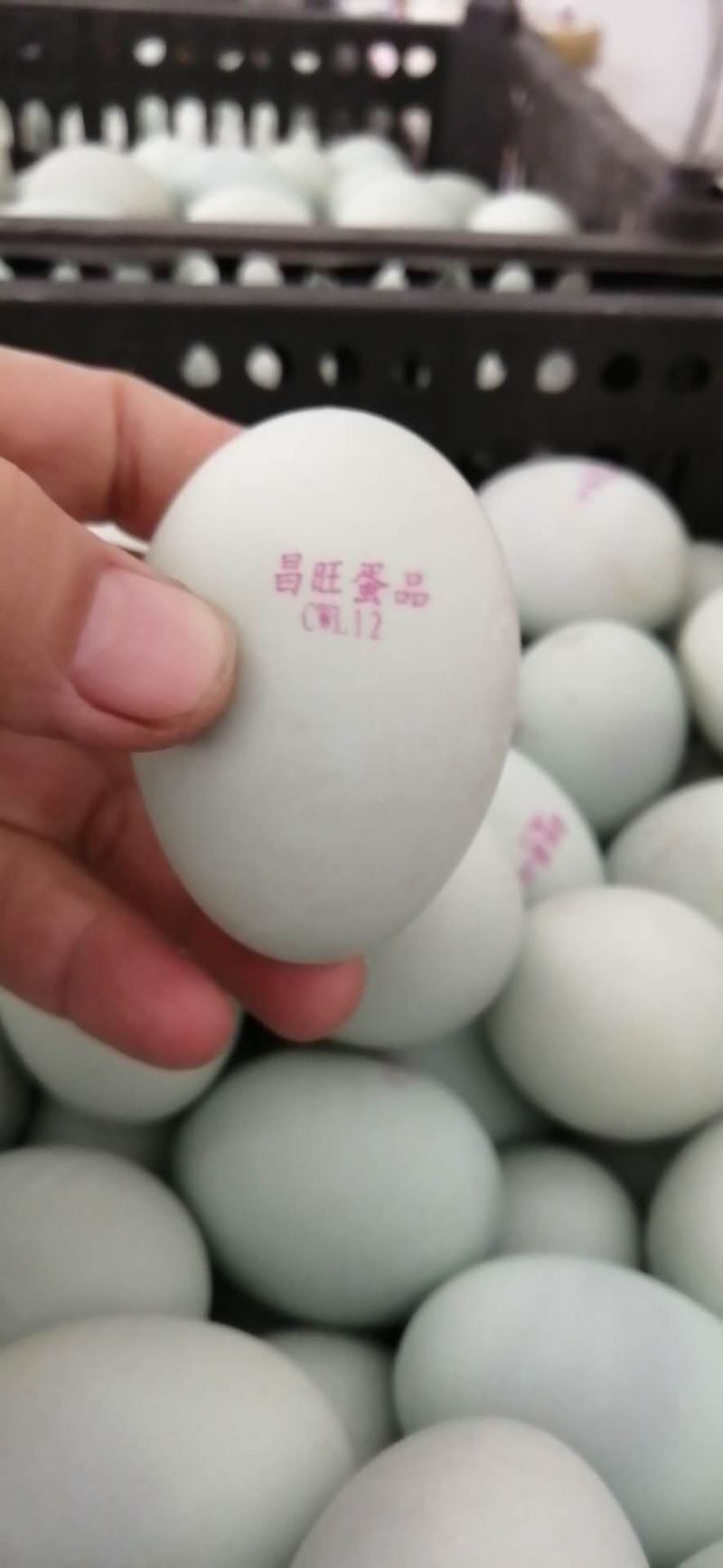 五香流油咸鸭蛋，松花蛋